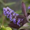 Vitex Agnus-castus Flip Side - Gattilier 1 Vitex Agnus-castus Flip Side - Gattilier -Promos Jardin Bulbes Magasin vitex flip side copyright f
