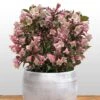 Weigela Florida Vintage Love -Promos Jardin Bulbes Magasin weigela florida vintage love 16350 1