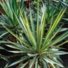 Yucca Bright Star - Yucca Panaché -Promos Jardin Bulbes Magasin yucca bright star 850632 1