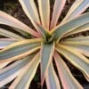 Yucca Gloriosa Citrus Twist® - Dague Espagnole -Promos Jardin Bulbes Magasin yucca gloriosa citrus twist 15357 1