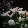 Zantedeschia Aethiopica Pink Flamingo - Arum D'Ethiopie -Promos Jardin Bulbes Magasin zantedeschia aethiopica pink flamingo 15749 1