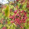 Zanthoxylum Simulans - Poivrier Du Sichuan -Promos Jardin Bulbes Magasin zanthoxylum simulans 86021 1