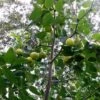 Ziziphus Jujuba Li - Jujubier à Gros Fruits -Promos Jardin Bulbes Magasin ziziphus jujuba li 15100 1