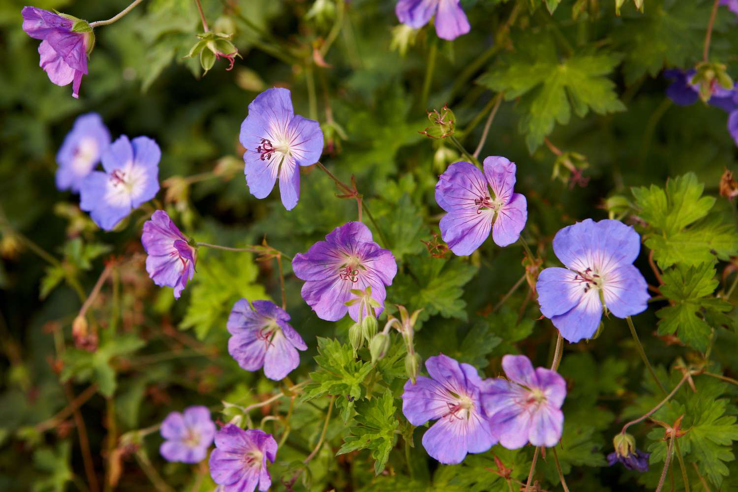 Promos Jardin Bulbes Magasin -Promos Jardin Bulbes Magasin 101806163 geranium bd69eabbd89e4beb87dd6f85c072cd2f